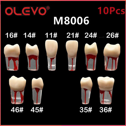 Dental RCT Endo Teeth Model 10 Pcs