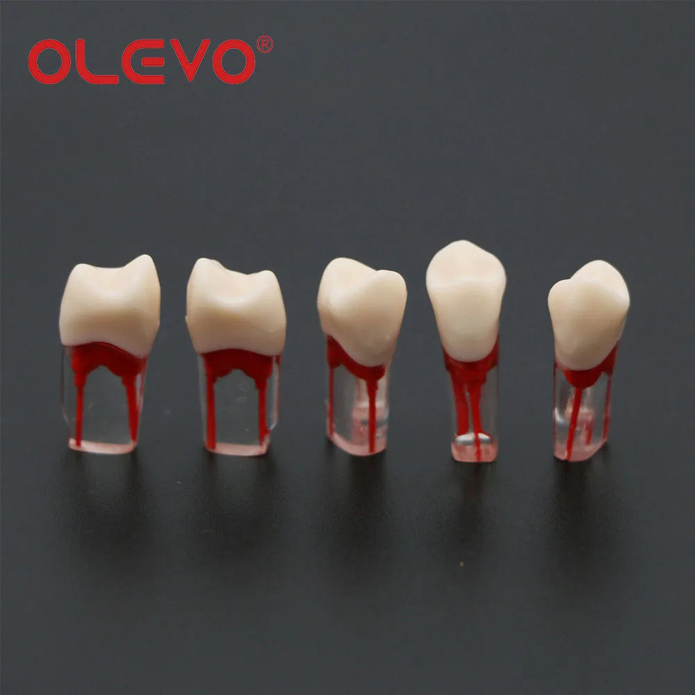 Dental RCT Endo Teeth Model 10 Pcs