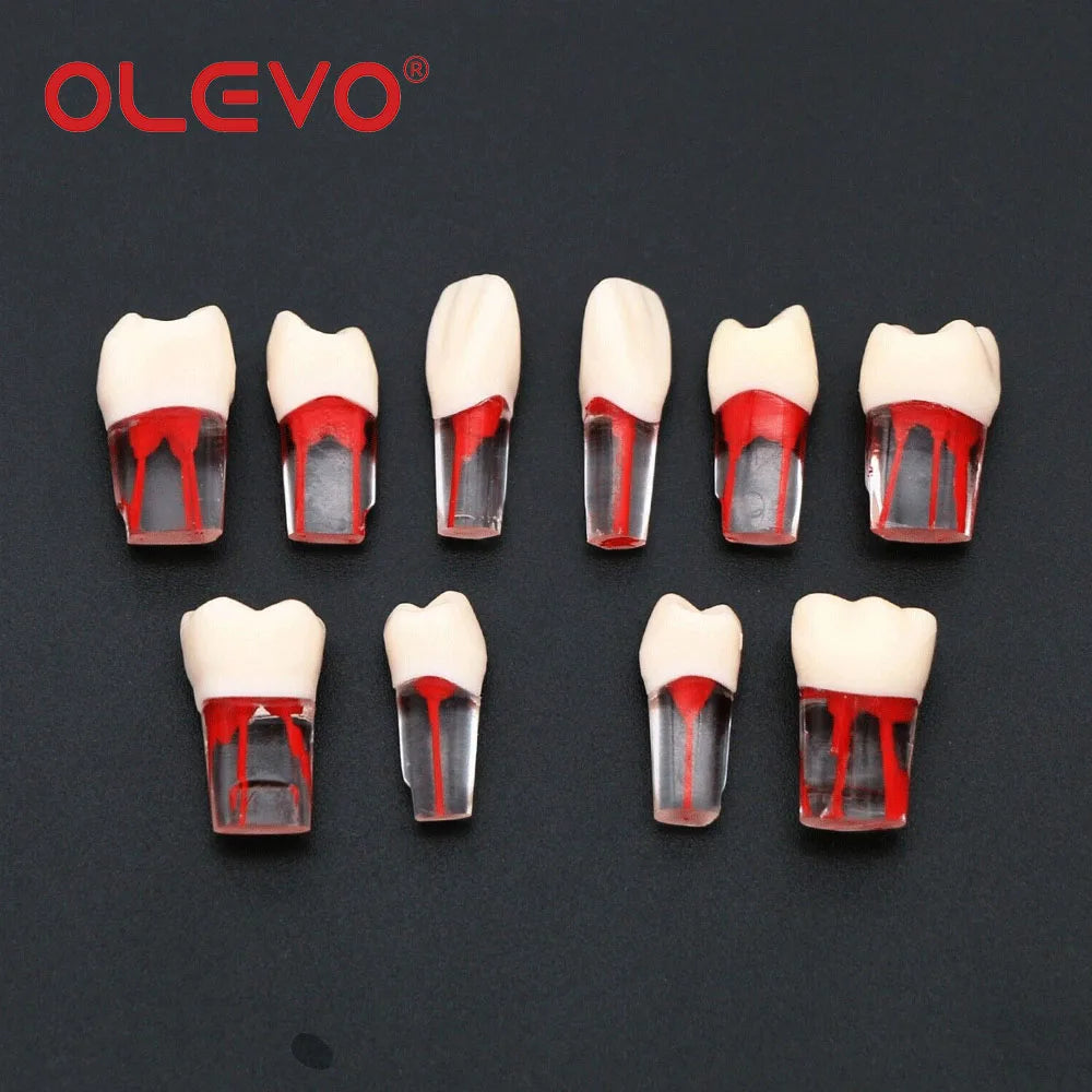 Dental RCT Endo Teeth Model 10 Pcs