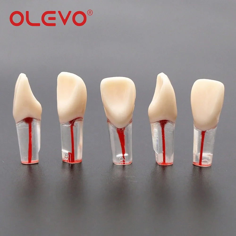 Dental RCT Endo Teeth Model 10 Pcs