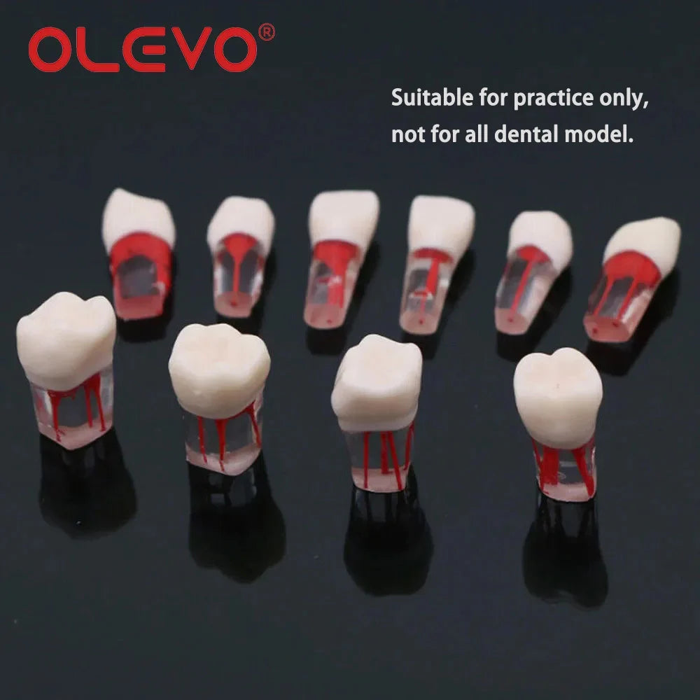 Dental RCT Endo Teeth Model 10 Pcs